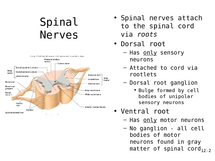 12 — 1 Spinal Nerves AP 150 Chapter
