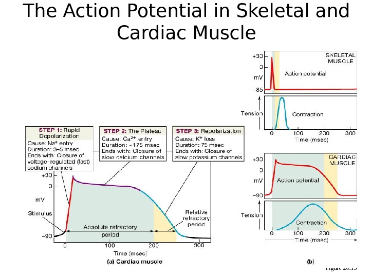 AP 151 Physiology of the Heart Functions