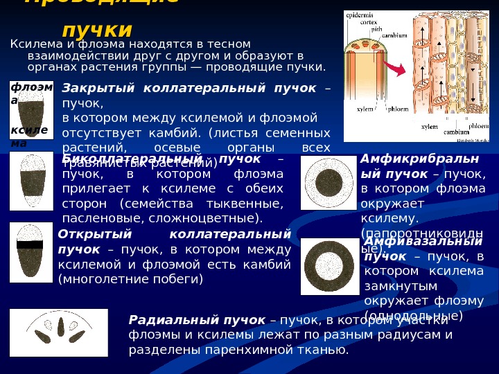 Проводящие пучки как правило имеют камбий