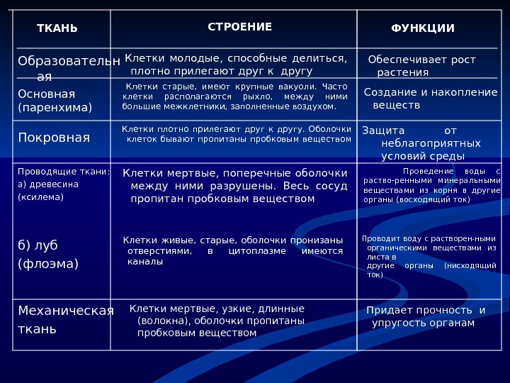 Образована плотно прилегающими живыми или мертвыми клетками. Защита от повреждений пересыхания и других неблагоприятных условий. Прочность и упругость корня обеспечивает. Упругость корня обеспечивает ткань. Прочность и упругость корня обеспечивает ткань.