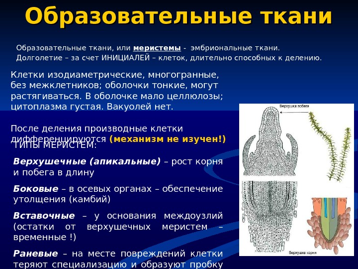 Клетки образовательной ткани в корне