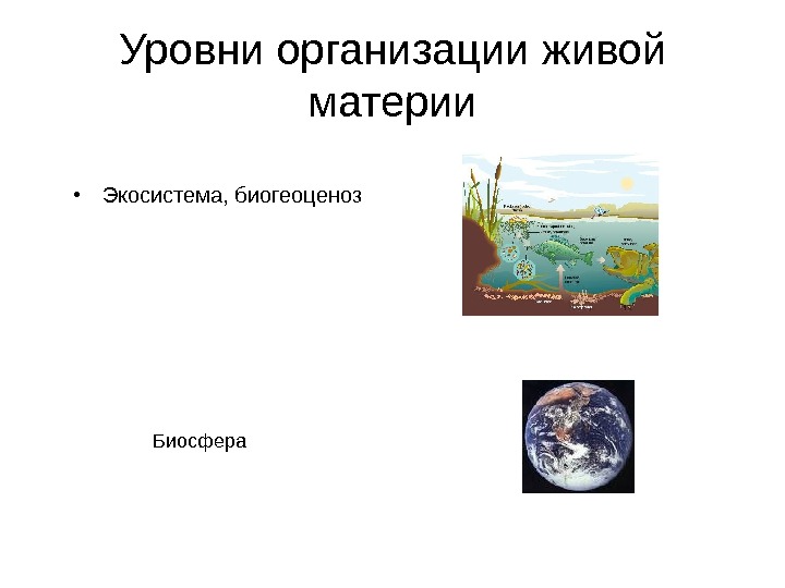 Экосистемный уровень. Биосфера уровень организации живой материи. Биогеоценотический уровень организации живой материи. Экосистемный уровень организации живой материи. Уровни организации живого экосистема.