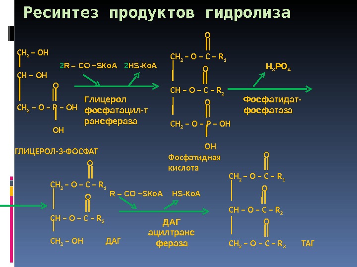 При гидролизе белков могут образоваться вещества. Глицерол гидролиз. Схема гидролиза белка. Полный гидролиз белков. Глицерол формула структурная.