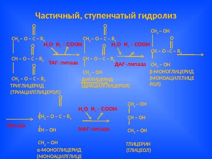 Глицерин липид