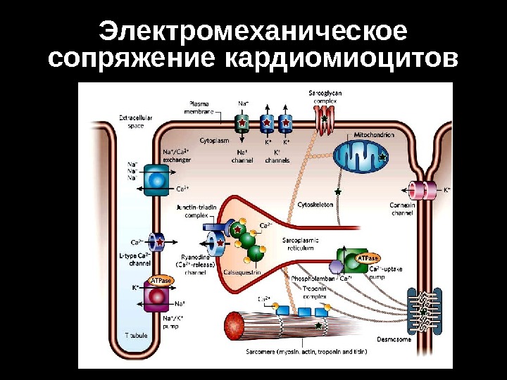 Схема электромеханического сопряжения в миокарде