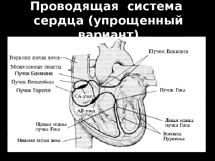 Проводящая система сердца схема