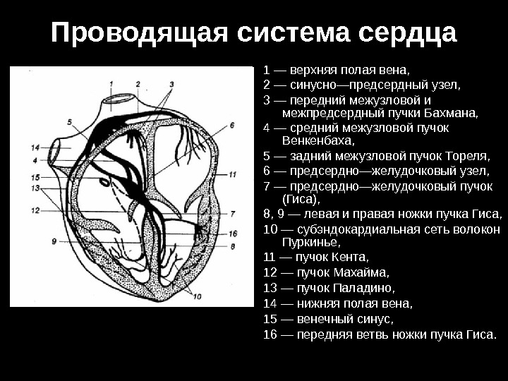 В состав проводящей системы входят. 3 Структуры проводящей системы сердца. Схема проводящей системы сердца физиология. Проводящая система сердца пучок Бахмана. Проводящая система сердца волокна Бахмана.