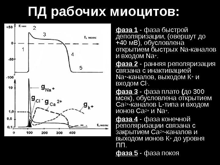 Ранняя реполяризация