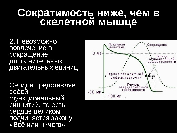 Презентация сократимость сердечной мышцы