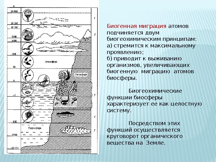 Презентация биосфера и ноосфера