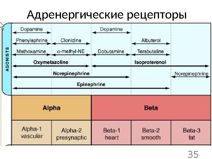 Адренергические средства фармакология презентация