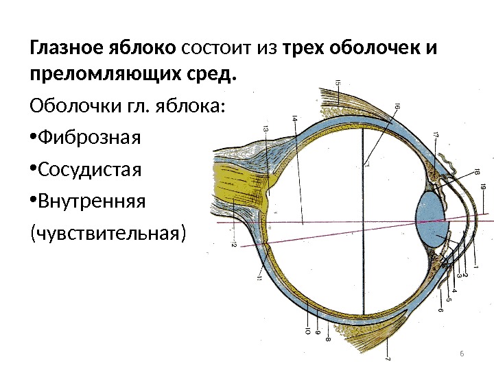 Строение фиброзной оболочки