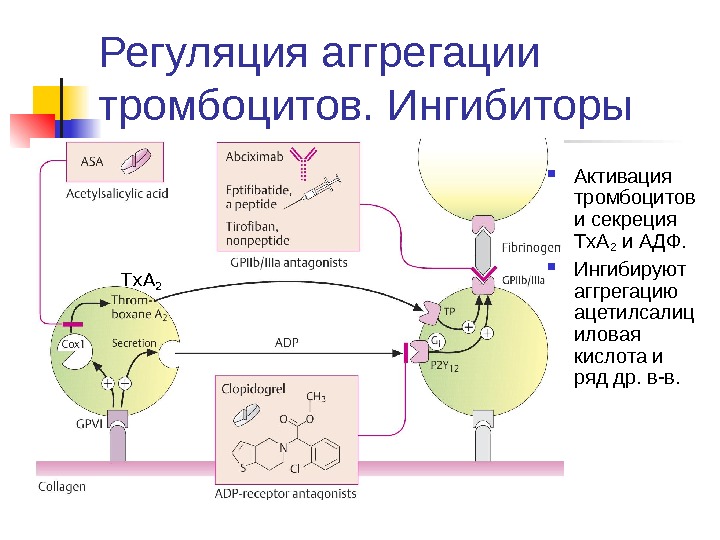 Влияние чая и кофе на активацию тромбоцитов проект