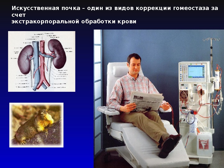 Клеточная трансплантология презентация