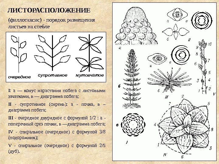 Вегетативные растения фото