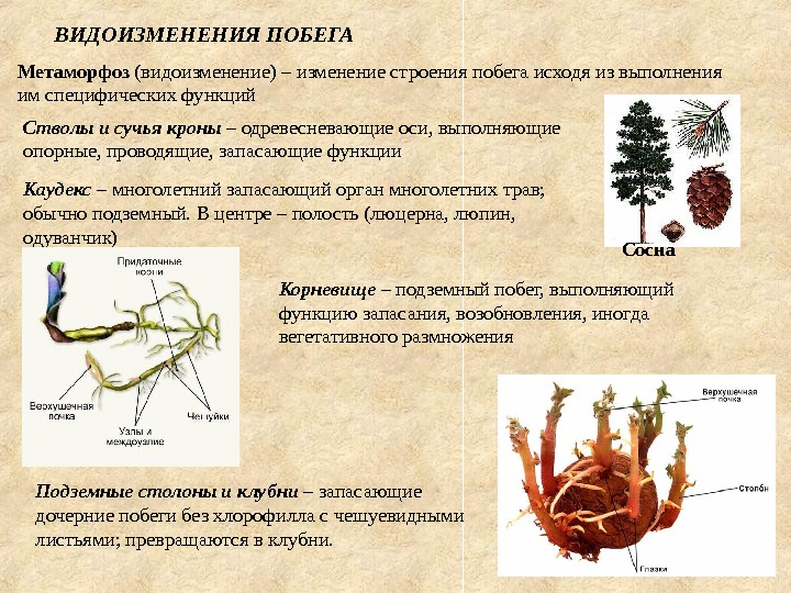 На изображении земляники показан вегетативный орган