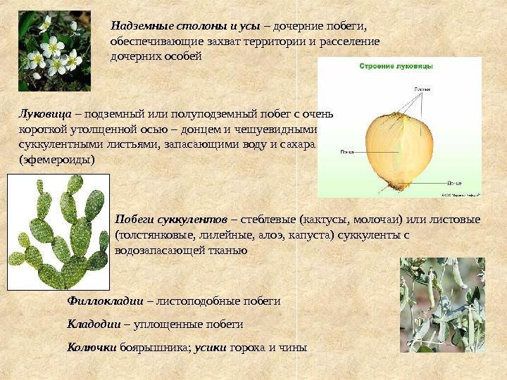 Отметьте на фотографии голосеменного растения вегетативный орган любой и генеративный орган