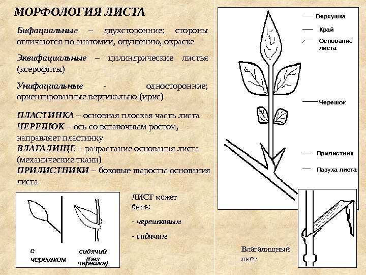 Морфологические признаки рисовать