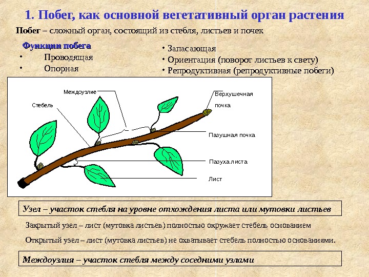 Отметьте на фотографии голосеменного растения вегетативный орган любой и генеративный орган