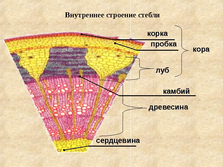 Какие органы растений обозначены на рисунке а б в