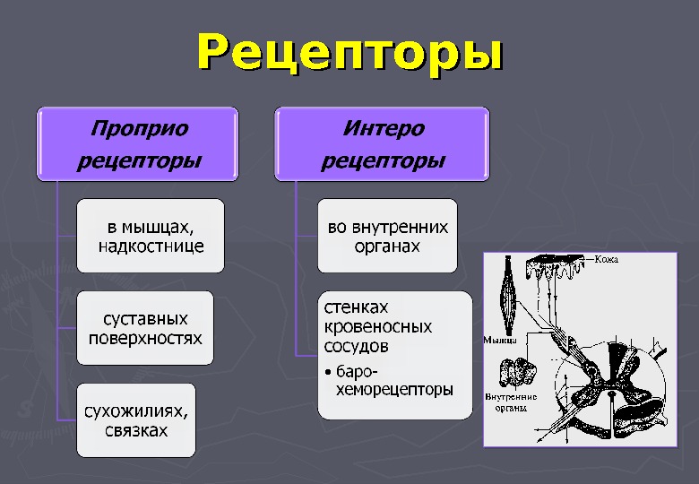 Рецепторы виды