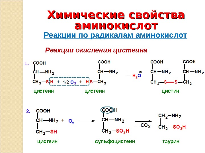Аминокислоты химические соединения. Уравнение реакции окисления цистеина. Химические реакции аминокислот. Уравнение реакции аминокислот. Химические свойства аминокислот кислотные.
