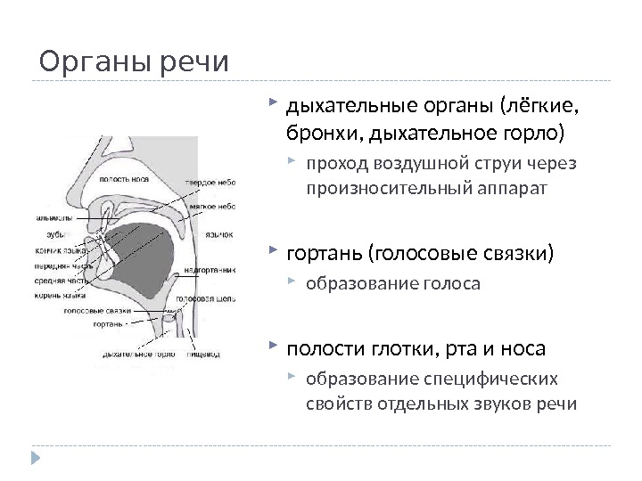 Патологии органов речи схема