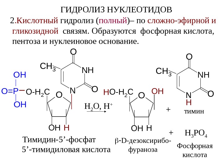 Схема гидролиза нуклеиновых кислот