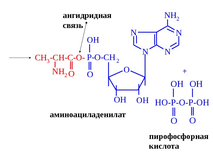 Классификация нуклеиновых кислот схема