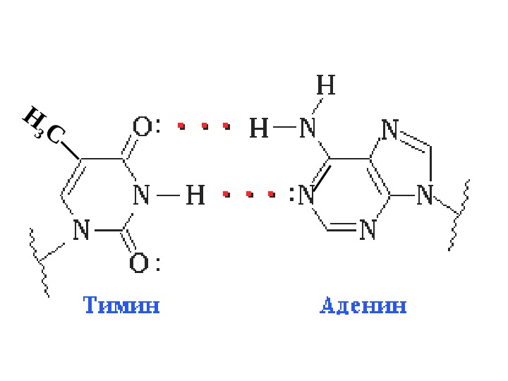 Нуклеиновые кислоты проект