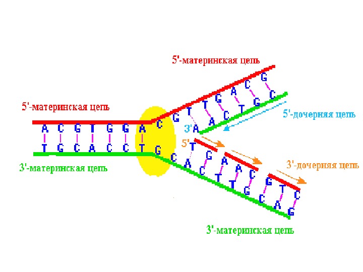 Классификация нуклеиновых кислот схема