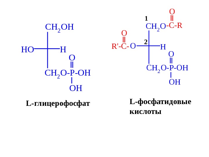 Схема образования фосфатидной кислоты содержащей остатки арахиновой и олеиновой кислот