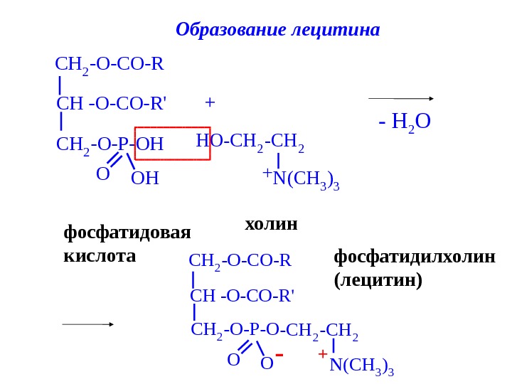 Схема образования линолеодистеарина