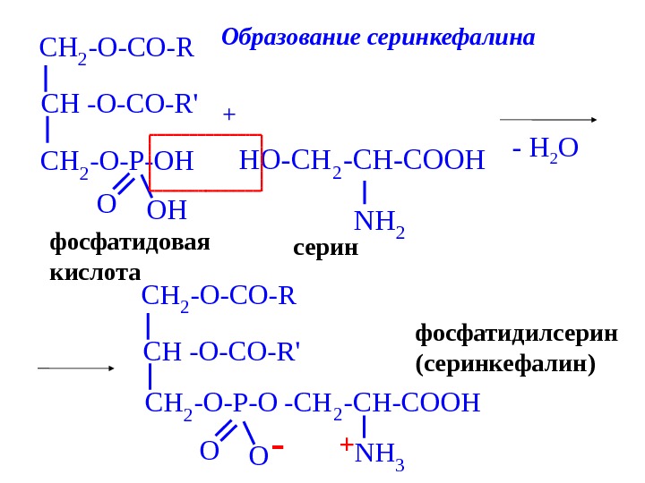 Схема щелочного гидролиза лецитина