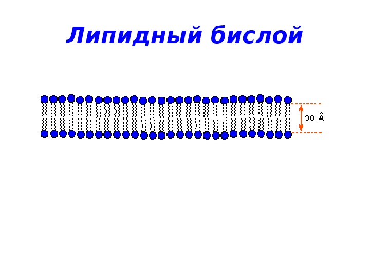 Соотнесите объекты с их обозначениями на рисунке фосфолипидный бислой