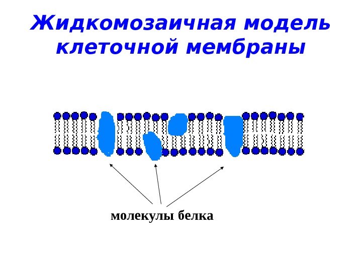 Клеточная мембрана это молекулярная структура