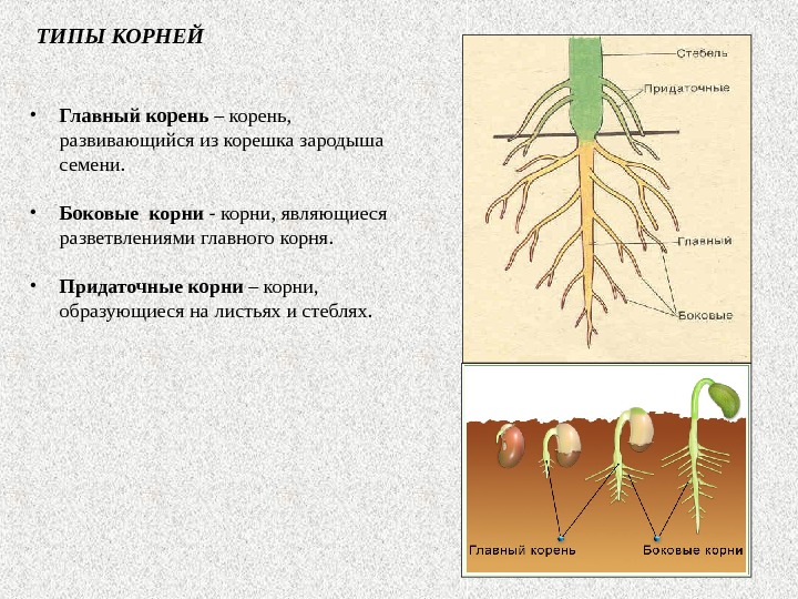 Корень и корень схема