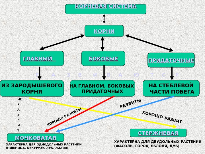 Связанные корни. Примеры связанных корней. Свободный и связанный корень. Свободный корень или связанный. Связанные корни примеры.