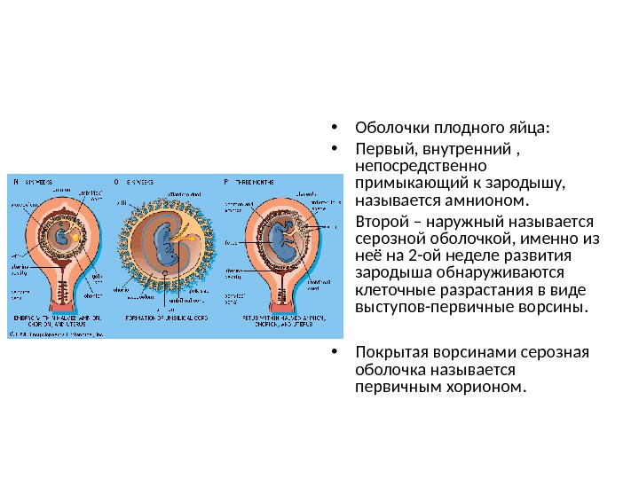 Появление амниона и других зародышевых оболочек