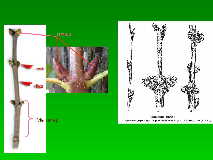 Расположение на побеге. Коллатеральные пазушные почки. Коллатеральные почки у растений. Сериальное расположение почек. Пазушные и придаточные почки.