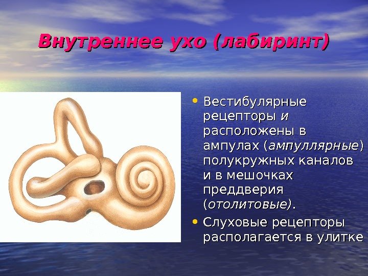Лабиринт улитки уха. Слуховой Рецептор внутреннее ухо улитка. Рецепторы улитки внутреннего уха. Функция улитки слухового анализатора. Улитка человека внутреннее ухо.