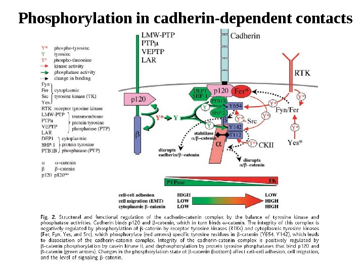 Cadherins Cadherin signaling Glycogen synthase kinase
