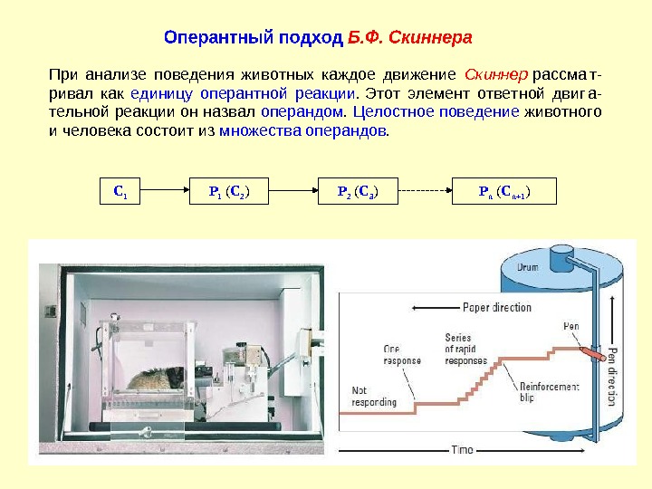 Б скиннер схема поведения