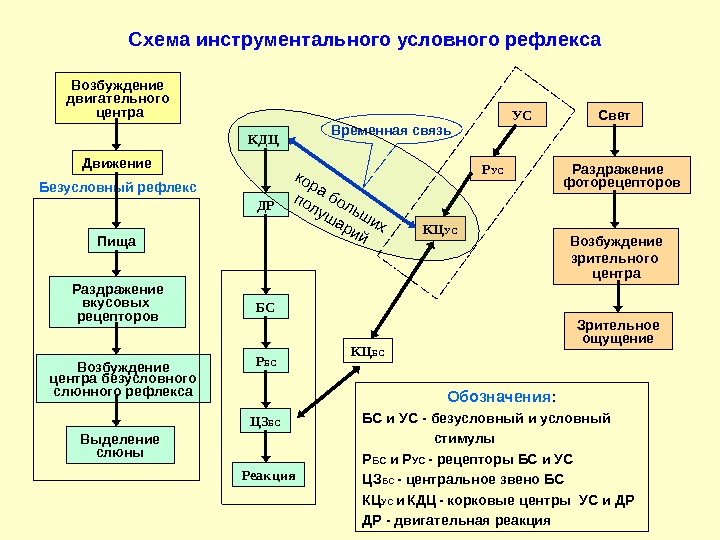 Рефлекса циона людвига блок схема