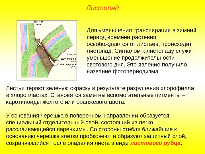 Схема листопада по биологии 6 класс для записи в тетрадь