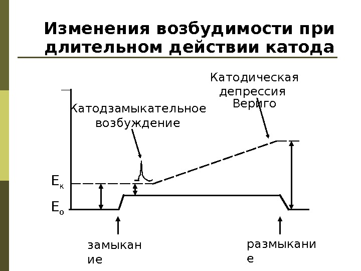 Отличается повышенной возбудимостью