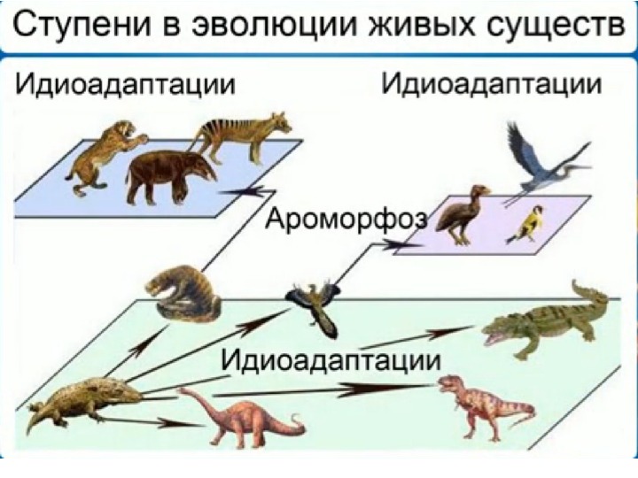 Соотнесите группу звезд и схему их эволюции