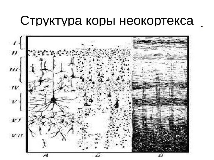 Структура коры. Структура неокортекса. Строение неокортекса. Неокортекс строение. Неокортекса схема.