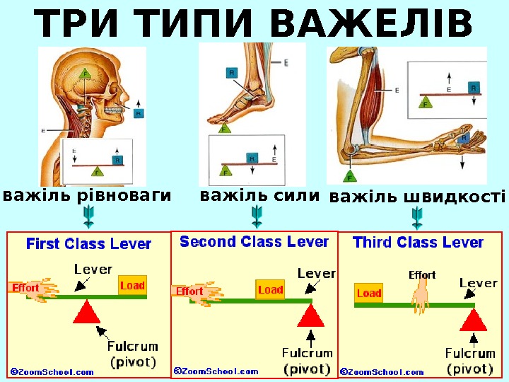 Проект на тему важелі в живій природі