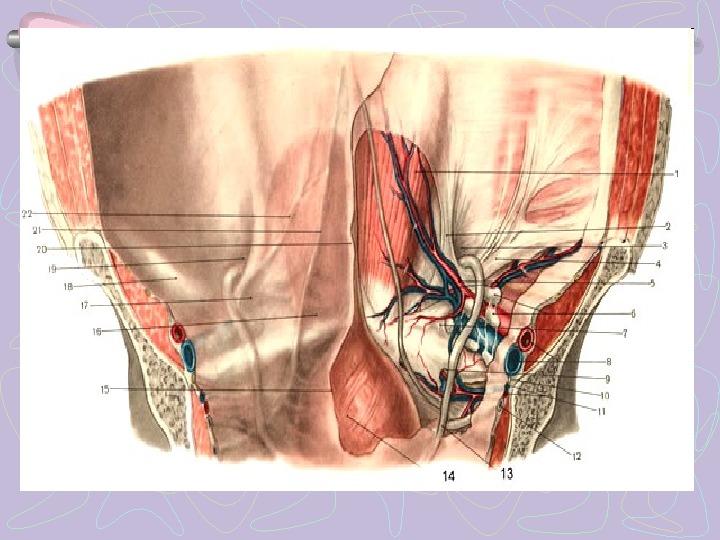 Анатомия паховой области у женщин фото и описание